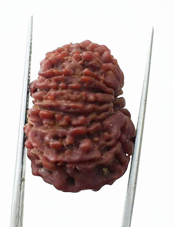 14 Mukhi Nepali Rudraksha